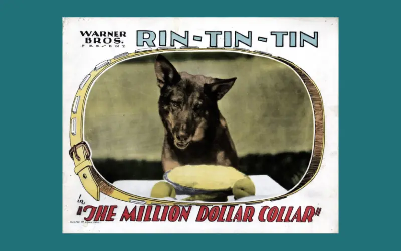Rin Tin Tin is at the center of a new copyright lawsuit by Scott Duthie, who claims a 50% ownership interest in the character