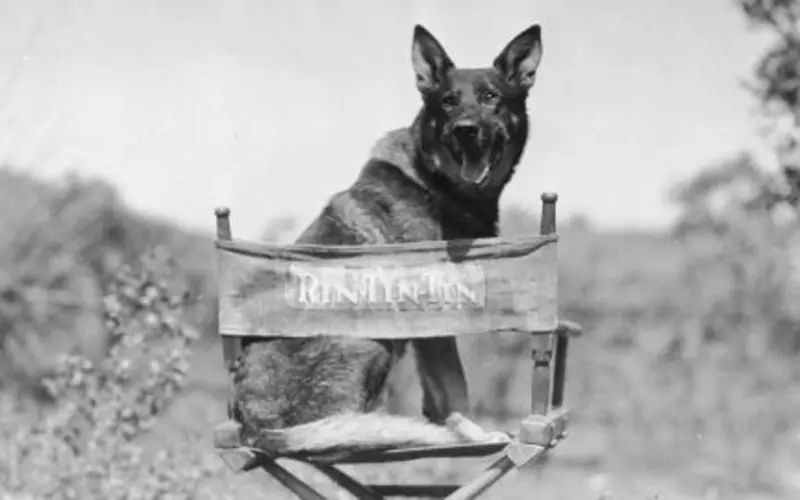 Rin Tin Tin is an the center of a new copyright lawsuit by Scott Duthie, who claims a 50% ownership interest in the character